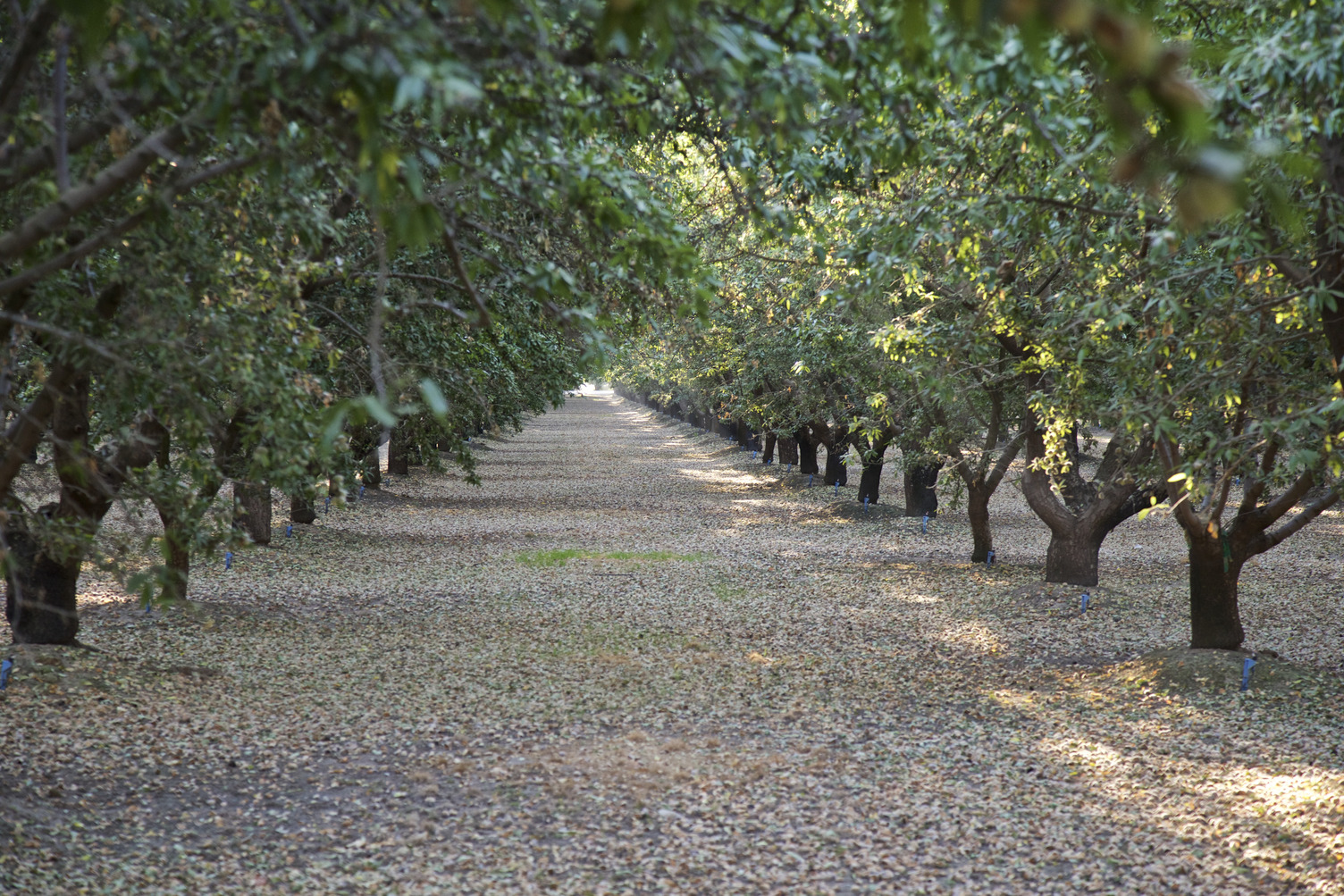 California Almond Orchards Growing More Than Just a Delicious Nut